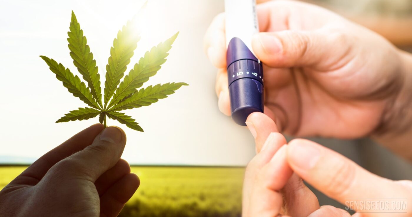 Kannabisz, vagy CBD olaj cukorbetegség esetén: Mit mondanak a kutatások? - Kannabisz Magazin